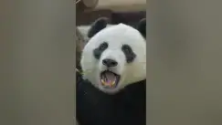 Video thumbnail for You can track pandas in the wild through their poop #shorts