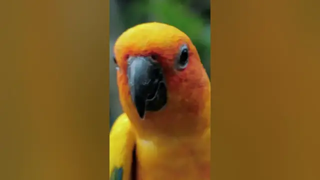 Video thumbnail for Is a sun conure a good pet? #shorts