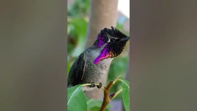 Video thumbnail for Are hummingbirds friendly? #shorts