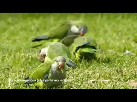 Video thumbnail for Cotorra argentina (Myiopsitta monachus)