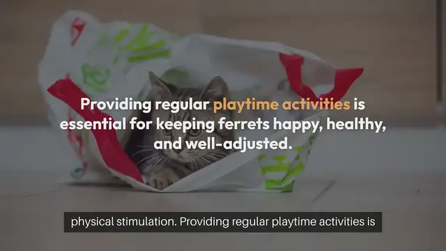 Video thumbnail for Ferret Playtime Activities