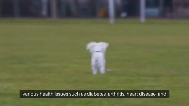 Video thumbnail for Pet Weight Management