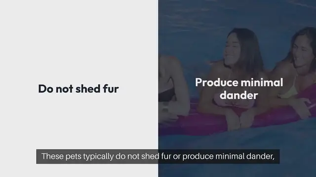 Video thumbnail for Non Allergenic Pets