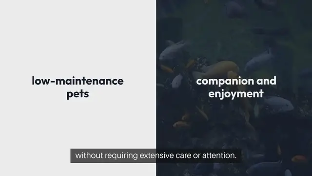 Video thumbnail for Low Maintenance Pets For Busy People