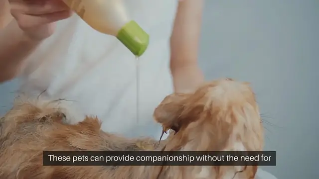Video thumbnail for Low maintenance grooming pets
