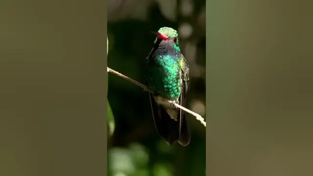 Video thumbnail for The broad-billed hummingbird #shorts