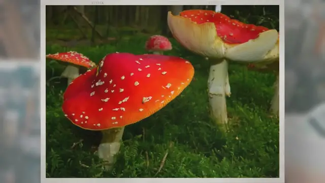 Video thumbnail for Are Mushrooms Good for Weight Loss?