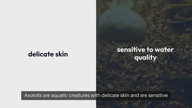 Video thumbnail for Axolotl Tank Cleaning