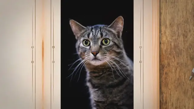 Video thumbnail for Why Does My Cat Look So Skinny After Being Spayed?
