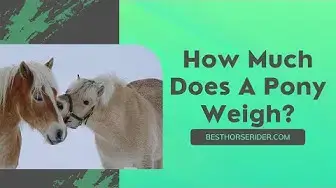Video thumbnail for How Much Does A Pony Weigh?