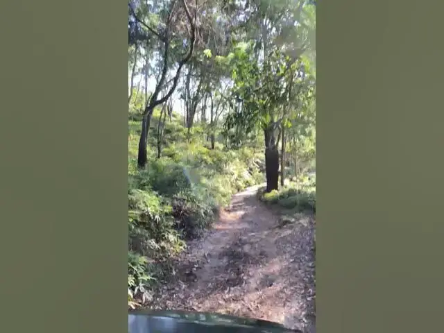 'Video thumbnail for Morning Forest'