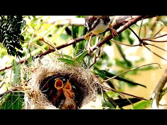 'Video thumbnail for Mombie's wild bird catch food feed babie'