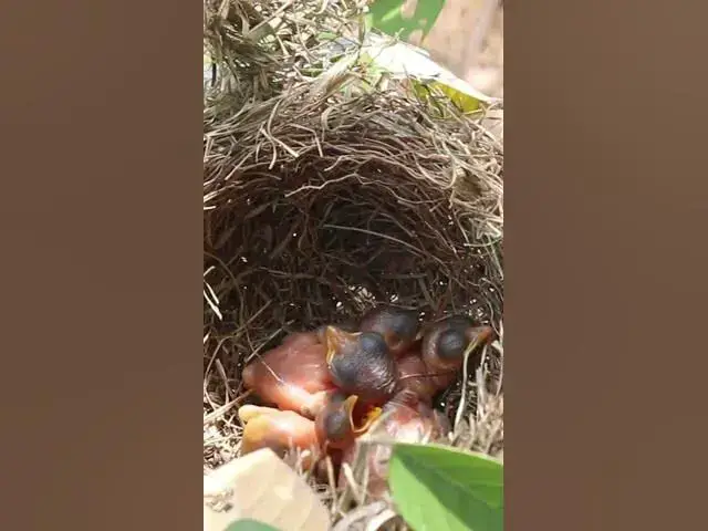 Video thumbnail for Small babies Waiting feed in Nesr AP#020 #Feedigbirds #nature #shortvideo #viralvideo #birds #farmin