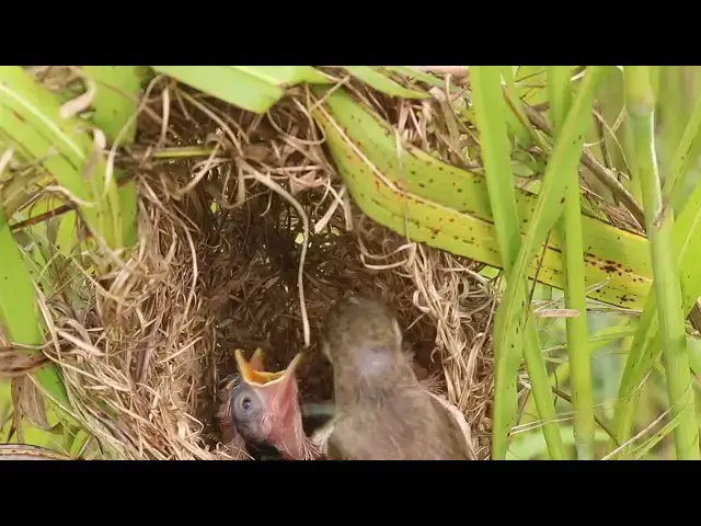 Video thumbnail for Best food for chicks grown Baby Bird Eat in Nest  @ViralBirdNest