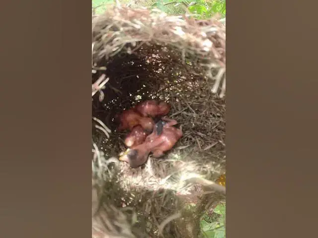 Video thumbnail for Baby wiating feed or eat in nest EP#020 #birdslover #birdwatch #wildlife #birdwatching #nature #bird