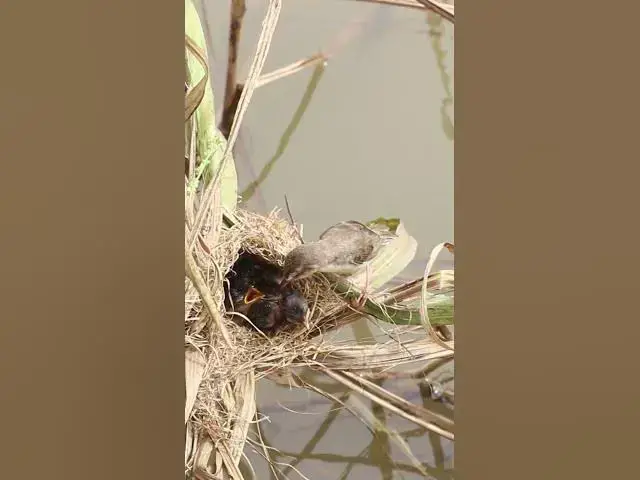 Video thumbnail for Amazing Grown Babies birds #nature #shortvideo #viralvideo #birds #farming #wildlife