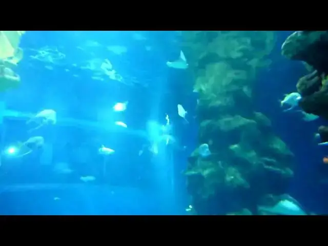 Video thumbnail for London Sea Life Aquarium: area and inside