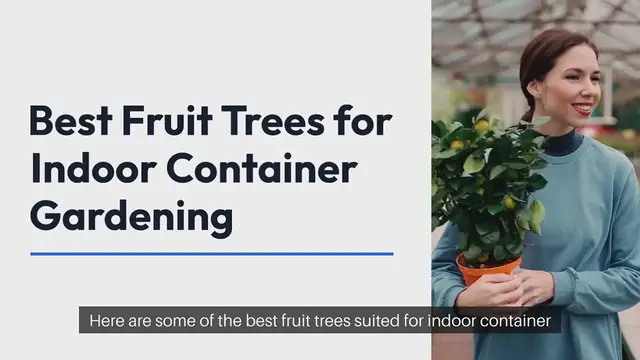 Video thumbnail for Best Fruit Trees for Indoor Containers