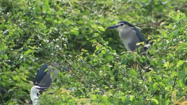 'Video thumbnail for Male bird waiting or protect nest'