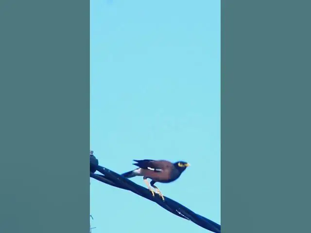 Video thumbnail for Sarika Keo bird EP.054 #babyanimal #nature #avian #babybird #rainsounds #avianlife