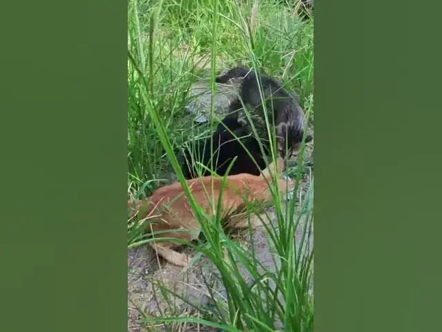 Video thumbnail for babies cat 26