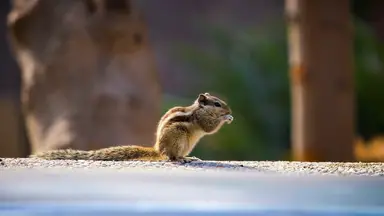 'Video thumbnail for How to Get Rid of Chipmunks in Your Garden: Effective Methods'