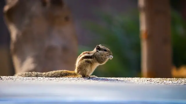 'Video thumbnail for How to Get Rid of Chipmunks in Your Garden: Effective Methods'
