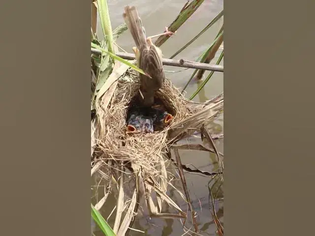 Video thumbnail for Bird Cries on Nest #birds #shortsviral #bikelover #trending