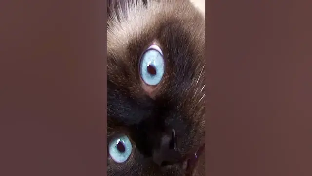 Video thumbnail for The 2 Siamese cats kept meowing at the walls of the building... #shorts