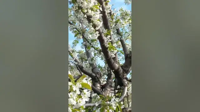 Video thumbnail for A bee pollinates a blooming tree😍😘🥰#shorts