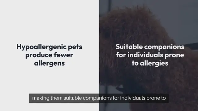 Video thumbnail for Hypoallergenic Pets