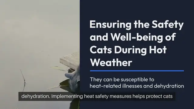 Video thumbnail for Cat Heat Safety Measures