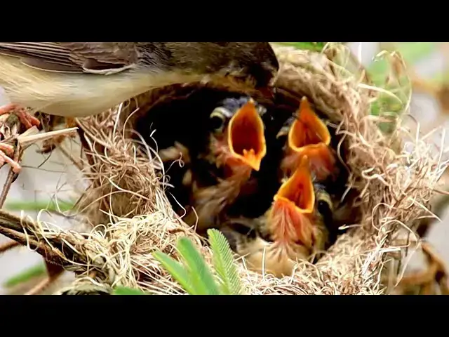 'Video thumbnail for In field the nest bird on here | Babie crie eat food here'