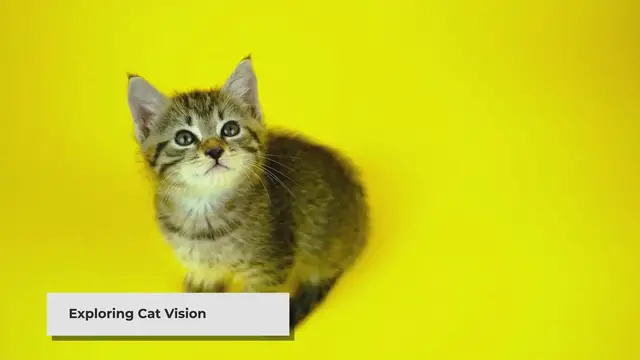 Video thumbnail for What Colors Do Cats See?