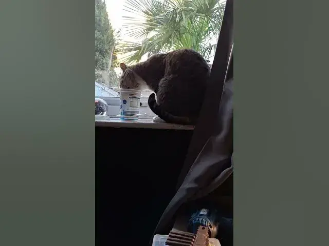 Video thumbnail for Tiggs getting his healthy kick for 2026...