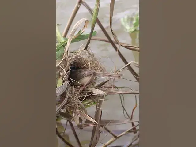 Video thumbnail for All Baby Birds Cries Eat  #shortbird #birds #wildbird
