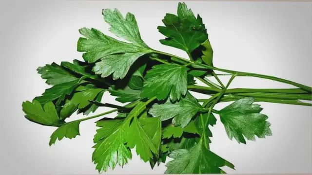 Video thumbnail for Propiedades del perejil que tu no conoces