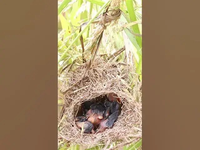 Video thumbnail for Top Wild Bird