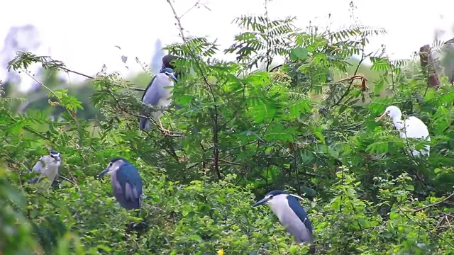 Video thumbnail for Wild bird a lot on nest