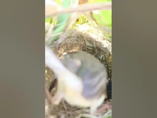 Video thumbnail for Grown Bird Sparrow Feed   #birdhome #birdnestandbaby  #nest #birds #birdnest #wildlife  #nature #bab
