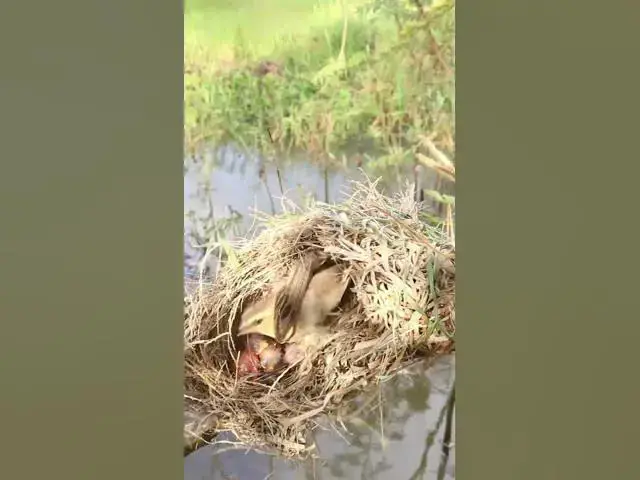 Video thumbnail for Amazing Golden Bird Sparrow #BabiesBird  #Feedigbirds #nature #shortvideo #viralvideo #birds #birdsp