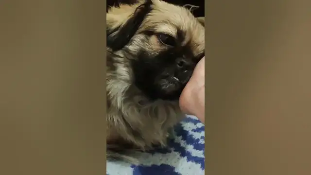 Video thumbnail for Cute Pekingese pup #shorts