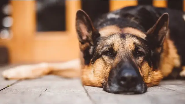 Video thumbnail for Where Did German Shepherds Come From?