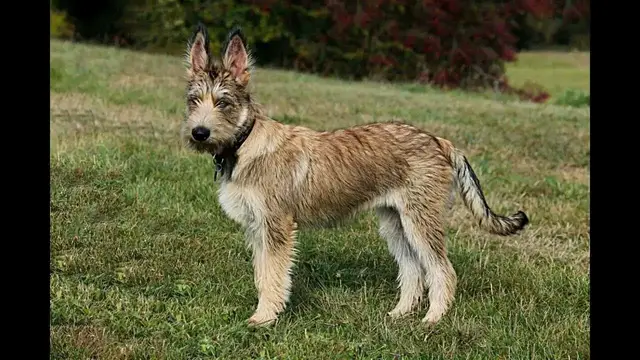 Video thumbnail for Upbringing and Keeping of the Berger Picard