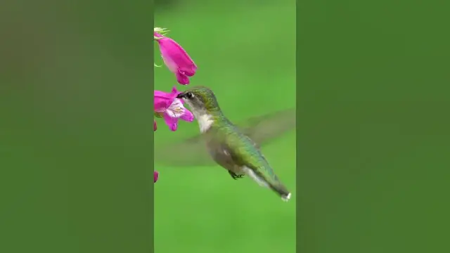 Video thumbnail for Hummingbirds visit hundreds of flowers each day #shorts