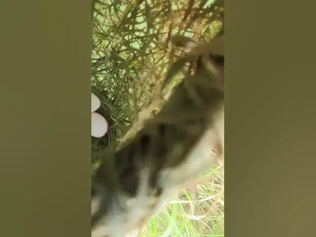 Video thumbnail for Egg Golden Bird Growth #animals #nature #birds #bird #pets #aviary #cute #animal #pet #birdsounds