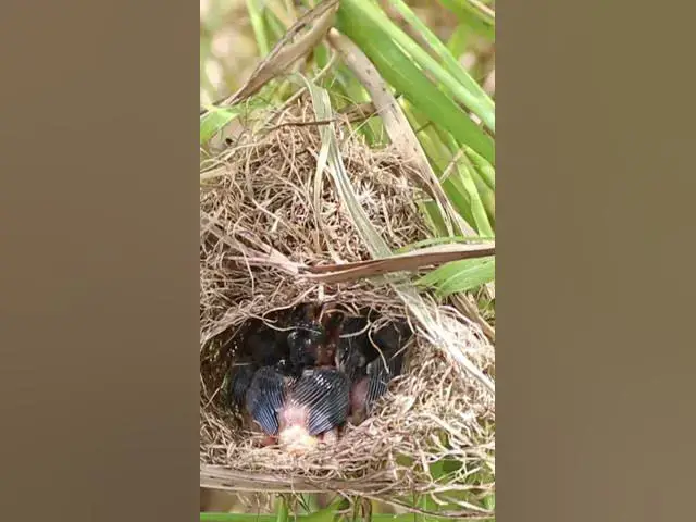 Video thumbnail for Babies Grown Bird Eating Food EP#316 #Babybird #feeding #babybird #shorts ##birds #birdslover #finc