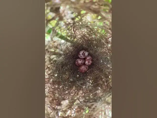 Video thumbnail for Egg Bird Growth  #wildbirdlife #babyanimal #nature #birdlife #babybird #birdnest #animals #wildlife