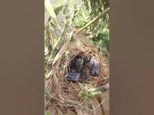Video thumbnail for Babies Bird Waiting Eat  #birdwatching #nature #birdparents #birdspotting #birdslover #birdwatching