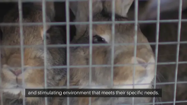 Video thumbnail for Rabbit Housing Options